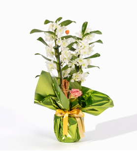 Yeşil Buket Kağıtlı Saksıda Dendrobium