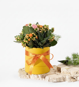 Sarı Polimer Saksıda Pembe ve Turuncu Kalanchoe